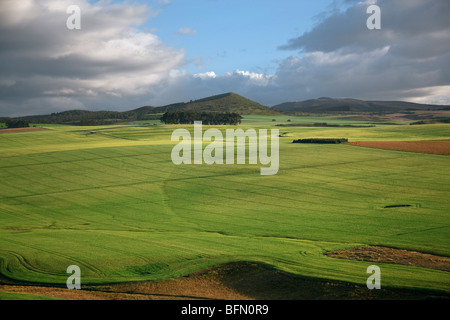 Kenia, Timau. Sanfte Weizen Bauernhöfe in Timau, 8.500 Fuß über Meeresspiegel, mit Blick auf Mount Kenya Wolke bedeckt. Stockfoto