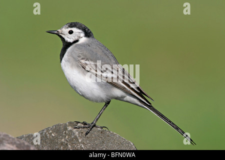 Trauerschnäpper Bachstelze (Motacilla Alba), sitzt auf einem Stein, Deutschland Stockfoto