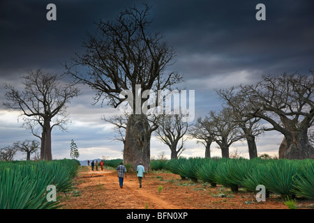 Kenia, Kibwezi. Am Ende eines Tages Kopf Arbeiter in einem Sisal-Anwesen für Zuhause auf einem Pfad, gesäumt von riesigen Baobab-Bäume. Stockfoto