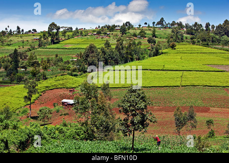 Kenia, Kapsabet Bezirk. Eine reiche landwirtschaftliche Region Kapsabet Bezirk mit Tee und Mais angebaut von den lokalen Grundbesitzern. Stockfoto