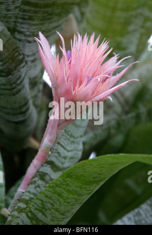 Silber Vase Bromelie, Urn Pflanze Aechmea Fasciata, Bromeliaceae, Brasilien, Südamerika Stockfoto