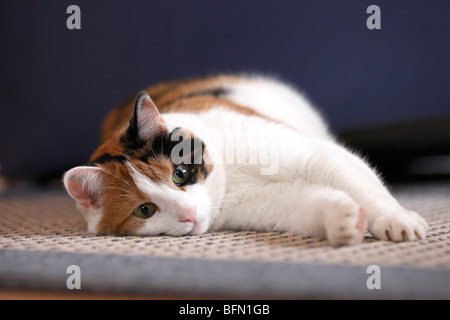 Hauskatze, Hauskatze, Europäisch Kurzhaar (Felis Silvestris F. Catus), 7 Jahre alte Katze liegend vor einem Sofa auf einem Teppich Stockfoto