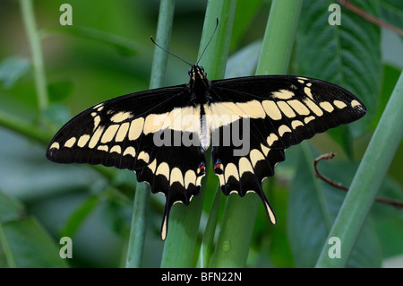 König Schwalbenschwanz, Thoas Schwalbenschwanz (Papilio Thoas) auf einem Blatt. Stockfoto