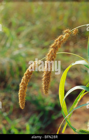 Hirseernte; Setaria italica; Panicum italicum; Kerala; Indien; Asien Stockfoto