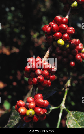 Kaffeebaumölanze Obst; coorg; Indien; asien Stockfoto