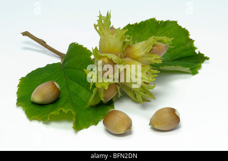 Gemeinsame Hasel (Corylus Avellana), Zweig mit Nüssen und Blättern, Studio Bild. Stockfoto