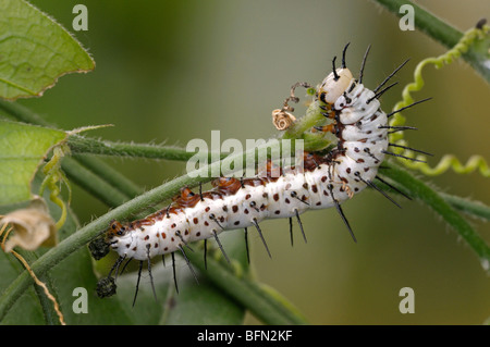 Zebra Longwing, Zebra Schmetterling (Heliconius Charithonia). Raupe auf einem Blatt Passiflora Fütterung. Stockfoto