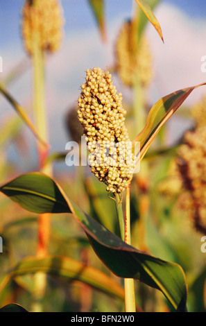 Sorghum Pflanze; Jowar Kornfeld; Pune; Maharashtra; Indien; asien Stockfoto