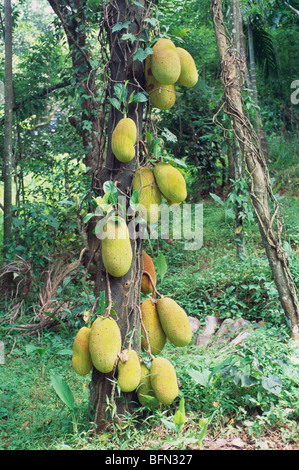 Jack Tree; Jack Fruit Tree; Silent Valley; Kerala; Indien; Asien Stockfoto