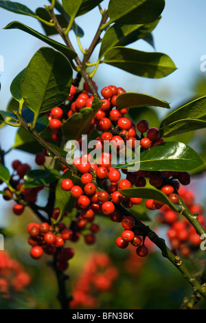 Holly Beeren; Ilex Aquifolium; Cornwall Stockfoto