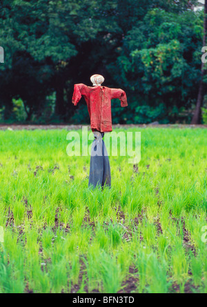 Vogelscheuche Köder Mannequin im Reisfeld; Pune; Maharashtra; Indien; Asien Stockfoto