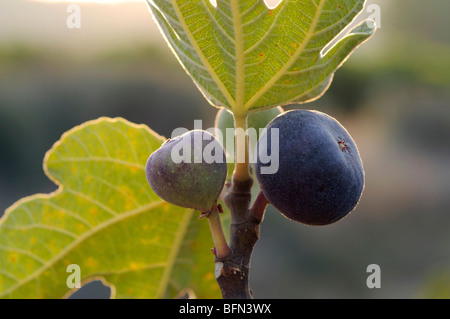 Die Früchte und Blätter von einem Feigenbaum Ficus Carica Nahaufnahme Stockfoto