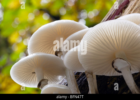 Porzellan-Pilz; Oudemansiella Mucida; Cornwall Stockfoto