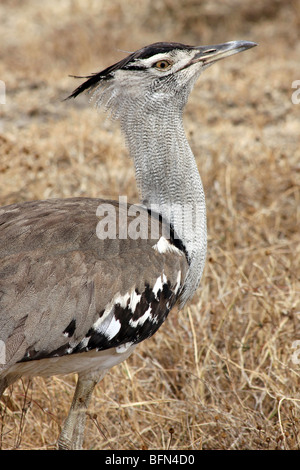 Kori Bustard Ardeotis Kori Taken In Ngorongoro Krater, Tansania Stockfoto