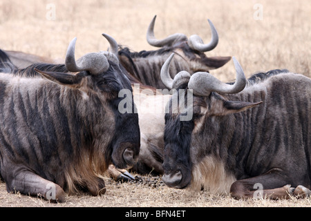 Herde von Eastern White-bärtige Wildebeest Connochaetes Taurinus Albojubatus Taken In Ngorongoro Krater, Tansania Stockfoto