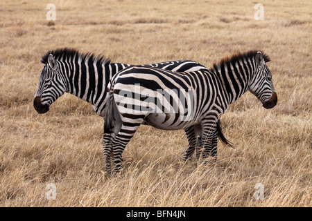 Zwei Ebenen Zebra Equus Quagga Burchelli Taken In Ngorongoro Krater, Tansania Stockfoto