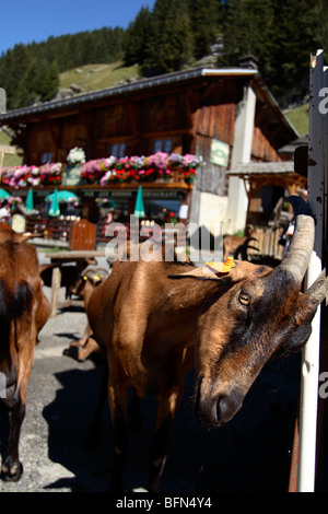 Alpine Ziegen im Dorf Les Lindarets, Frankreich Stockfoto