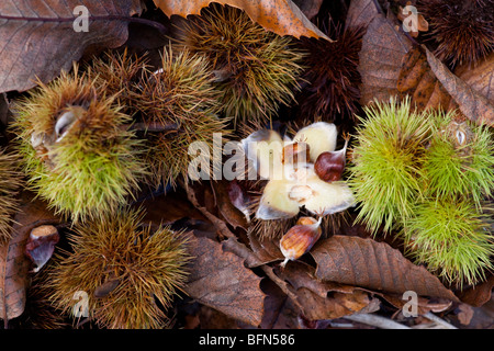 Süße Kastanien, Castanea Sativa, auf dem Boden Stockfoto