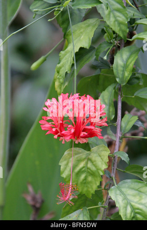 Japanische Laterne, Coral Hibiskus, Fringed Rosemallow, japanischer Hibiskus Hibiscus Schizopetalus, Malvaceae, Ostafrika Stockfoto