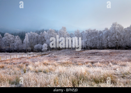 Raureif bedeckt Tress in scotaland Stockfoto