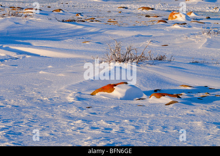 Küste der Hudson Bay im frühen Winter, Churchill, Manitoba, Kanada Stockfoto