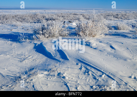 Küste der Hudson Bay im frühen Winter, Churchill, Manitoba, Kanada Stockfoto