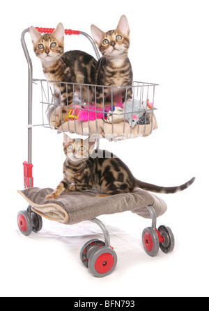 Bengal Kätzchen auf shopping Trolley drei junge Männer Studio Stockfoto