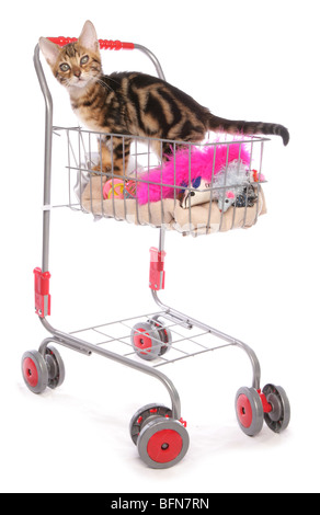 Bengal Kätzchen auf shopping trolley einzelnes jungen männlichen-Studio Stockfoto