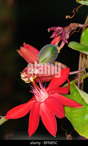 Passiflora "Vulkan". Die Passionsblumen oder Leidenschaft Reben (Passiflora) sind eine Gattung von etwa 500 Arten von Blütenpflanzen Stockfoto