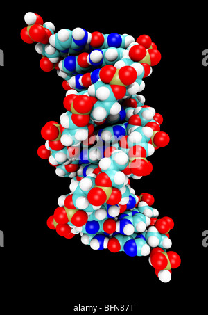 DNA-Molekül in Beta-form Stockfoto