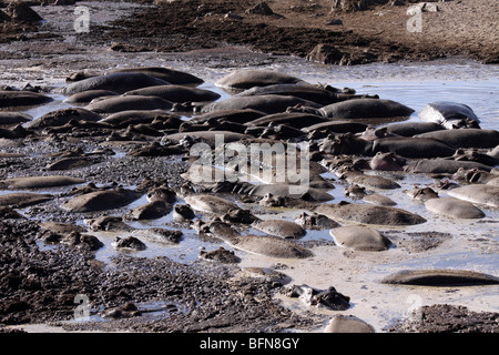 Gruppe von Nilpferd Hippopotamus Amphibius suhlen im Schlamm genommen In der Serengeti NP, Tansania Stockfoto