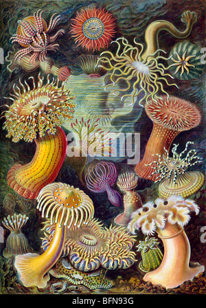 Die 49. Platte von Haeckels Kunstformen der Natur von 1904, zeigen verschiedene Seeanemonen als Aktinien Stockfoto