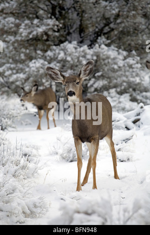 Maultierhirsche stöbern Sie in den Badlands Wildnis während eines Schneesturms Winter. Stockfoto