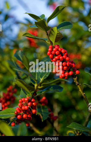 Holly Beeren; Ilex Aquifolium; Cornwall Stockfoto