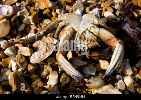 Angespült tot gemeinsame Shore Crab Carcinus Maenas Gosport, Solent, UK Stockfoto