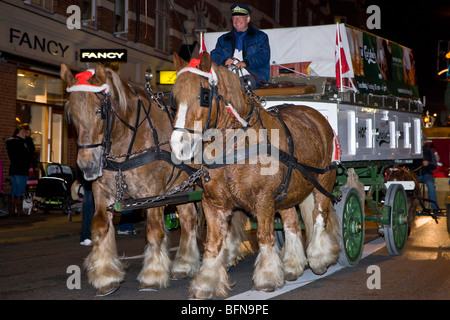 Carlsbergs historische Dray Pferde Stockfoto