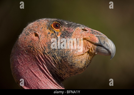 Kalifornien-Kondor (Gymnogyps Californianus) - Captive - Kalifornien - USA - IUCN benannten vom Aussterben bedrohte Arten Stockfoto