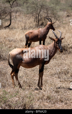 Paar von Topi Damaliscus Korrigum Taken In der Serengeti NP, Tansania Stockfoto