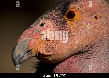 Kalifornien-Kondor (Gymnogyps Californianus) - Captive - Kalifornien - USA - IUCN benannten vom Aussterben bedrohte Arten Stockfoto