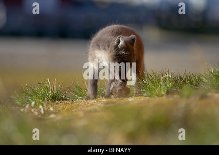 Arctic fox walking on tundra Stockfoto