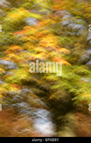 Impressionistischen Blick auf Herbst Blätter auf dem turn Stockfoto