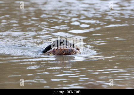 Springador Jagdhund Abrufen von Fasan Stockfoto