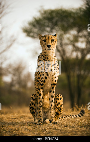 Porträt eines Geparden Stockfoto
