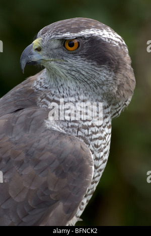 Nördlichen Habicht (Accipiter Gentilis) - Porträt - Captive - Oregon - USA Stockfoto