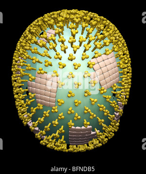 Dreidimensionale computergenerierte Modell der Struktur der H1N1 Schweinegrippe Influenza Viruspartikel. Stockfoto