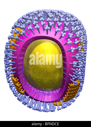 Dreidimensionale computergenerierte Modell der Struktur der H1N1 Schweinegrippe Influenza Viruspartikel. Stockfoto
