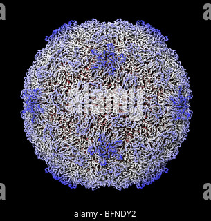 Menschlichen Rhinovirus Kapsid Struktur. Drei dimensionale Computer generierte Modell auf der Grundlage der experimentell ermittelten Daten Stockfoto