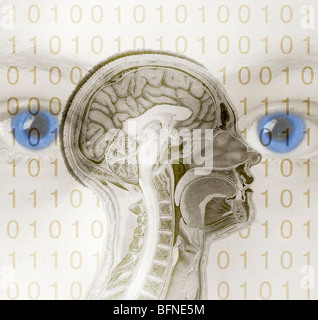 eingefärbte 19. Jahrhundert anatomische Abbildung zeigt einen sagittalen Abschnitt der einen menschlichen Kopf und Gehirn Stockfoto