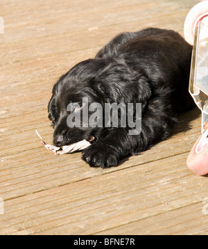 Schwarze Cocker Spaniel Welpen mit einem Blatt zu spielen. Stockfoto