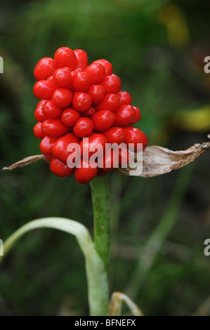 reifen Beeren des Jack-in-the-Pulpit, Arisaema Triphyllum, eine krautige mehrjährige Wildblumen in östlichen Nordamerika beheimatet. Stockfoto